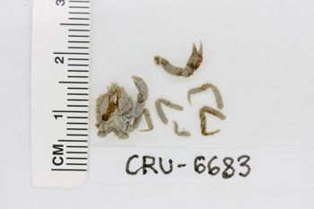 Media type: image;   Invertebrate Zoology CRU-6683 Description: Preserved specimen.;
